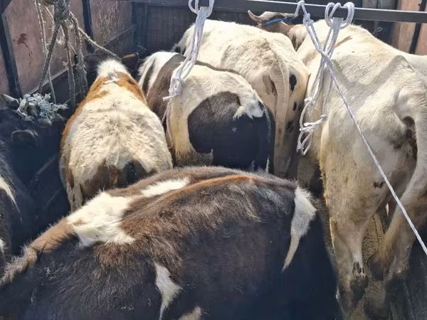 Bou, Bovine — Republica Moldova