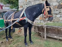Madyan, Atlar — foto 1