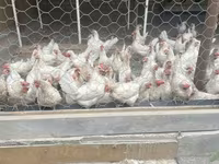 Leghorn — 7-rasm