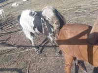 تيس, Nubian Goat — الصورة 2
