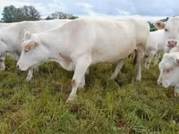 Vacă, Charolais cattle — foto 7
