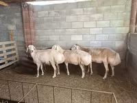 نعجة, Afghan Arabi sheep — الصورة 2