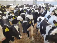 Bou, Bovine — foto 2