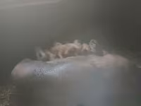 Eber, Дюрок — Foto 2