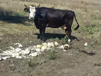 Vaca, Bovinos — foto 2