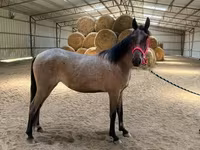 Jument, Rocky Mountain Horse — photo 8