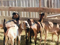 تيس, Nubian Goat — الصورة 5