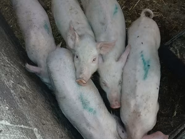 Scroafă, Porci — Republica Moldova