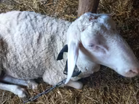 Widder, Awassi sheep — Foto 3