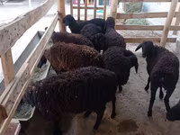 Oaie, Tajik sheep — foto 2
