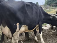 गाय, Russian Black pied cattle — फ़ोटो 3