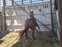Cal, Arabian horse — foto 6