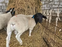 Carnero, Dorper sheep — foto 3
