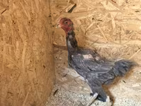 Chickens — photo 5