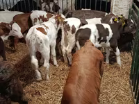 母牛, Limousin cow — 照片 5