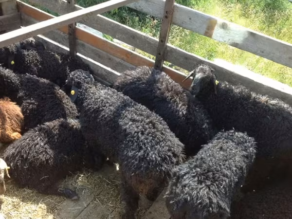 Qoç, Edilbay sheep