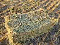 vind lucernă — photo 2