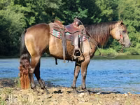 حصان, Quarter Horse — الصورة 5