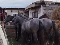 Cal, Horse breed — foto 1