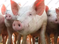Eber, Schweine — Foto 5