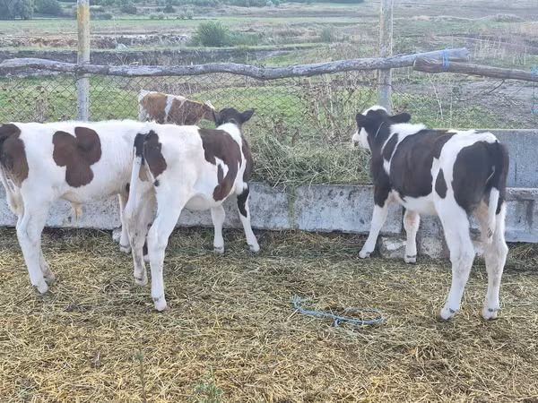 Bou, Bovine — Republica Moldova