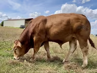 Taureau, Vache limousine — photo 2