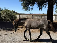 घोड़ी, Rocky Mountain Horse — फ़ोटो 7