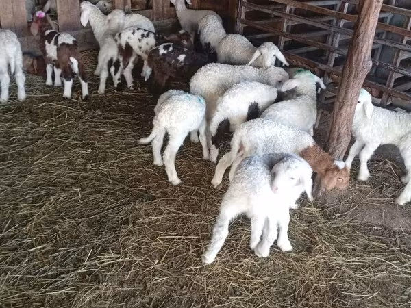 Oaie, Awassi sheep