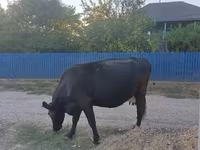 Cow, Cattle — photo 2