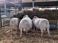 Berbec, Dorper sheep — foto 4
