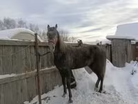 فرس, Orlov Trotter — الصورة 4