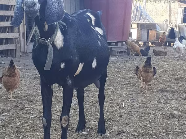 Cabra, Nubian Goat — Moldávia