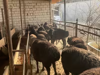 Brebis, Moutons — photo 7