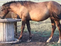 Cheval, Vladimir heavy draft — photo 6