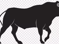 Bou, Bovine — foto 1