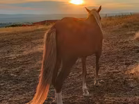 فرس, الخيول — الصورة 2