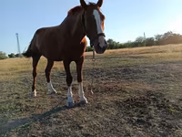 母马, Horses — 照片 3
