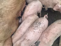Eber, Schweine — Foto 3