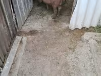 Verro, Дюрок — foto 2