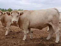 Vacă, Charolais cattle — foto 4