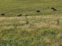 Vacă, Rasa Holstein — foto 2