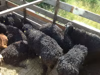 Bélier, Edilbay sheep — photo 1
