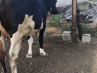 Sigir, Russian Black pied cattle — 6-rasm