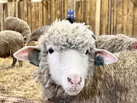 كبش, Romanov sheep — الصورة 3