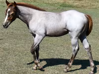 Jument, Quarter Horse — photo 2