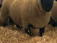 Berbec, Dorper sheep — foto 2