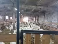 बकरा, Boer goat — फ़ोटो 8