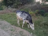 Taureau, Race Holstein — photo 1