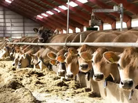 İnək, Simmental cattle — foto 5