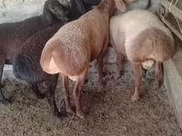 Bélier, Arashan sheep — photo 1